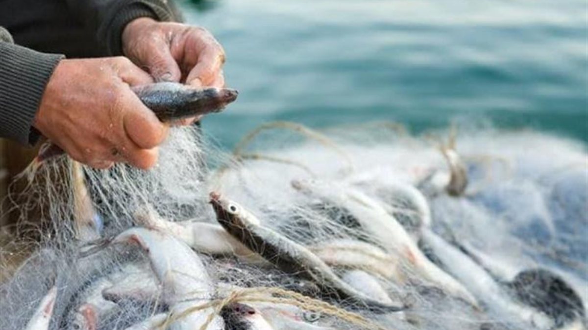 You are currently viewing Av Yasağı Bulunan Balık Türleri Nelerdir?