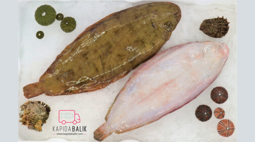 Sole fish (Large)