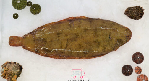 Sole fish (Large)