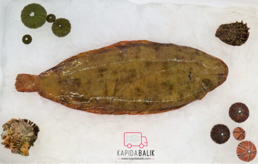 Sole fish (Large) - Image 2