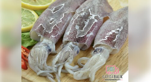 Baby Squid- (6/10 and 10/20) Dirty/KG