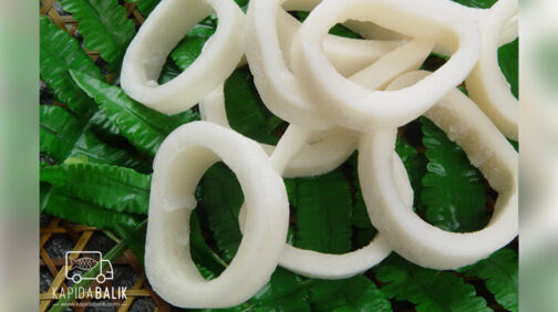 Ring Squid /KG