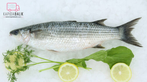 Gray Mullet