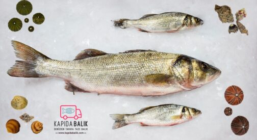 Sea bass (Sea product) (1500 Gr.-2000 Gr.)