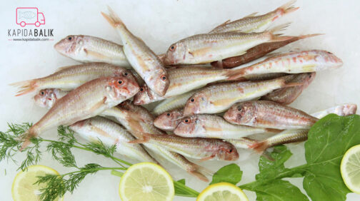 Striped Red Mullet (Medium)